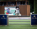 best italian davide vitale ita on earl grey  c  massimo argenziano